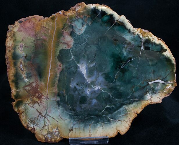 Emerald Green Zimbabwe Petrified Wood Slice #7803